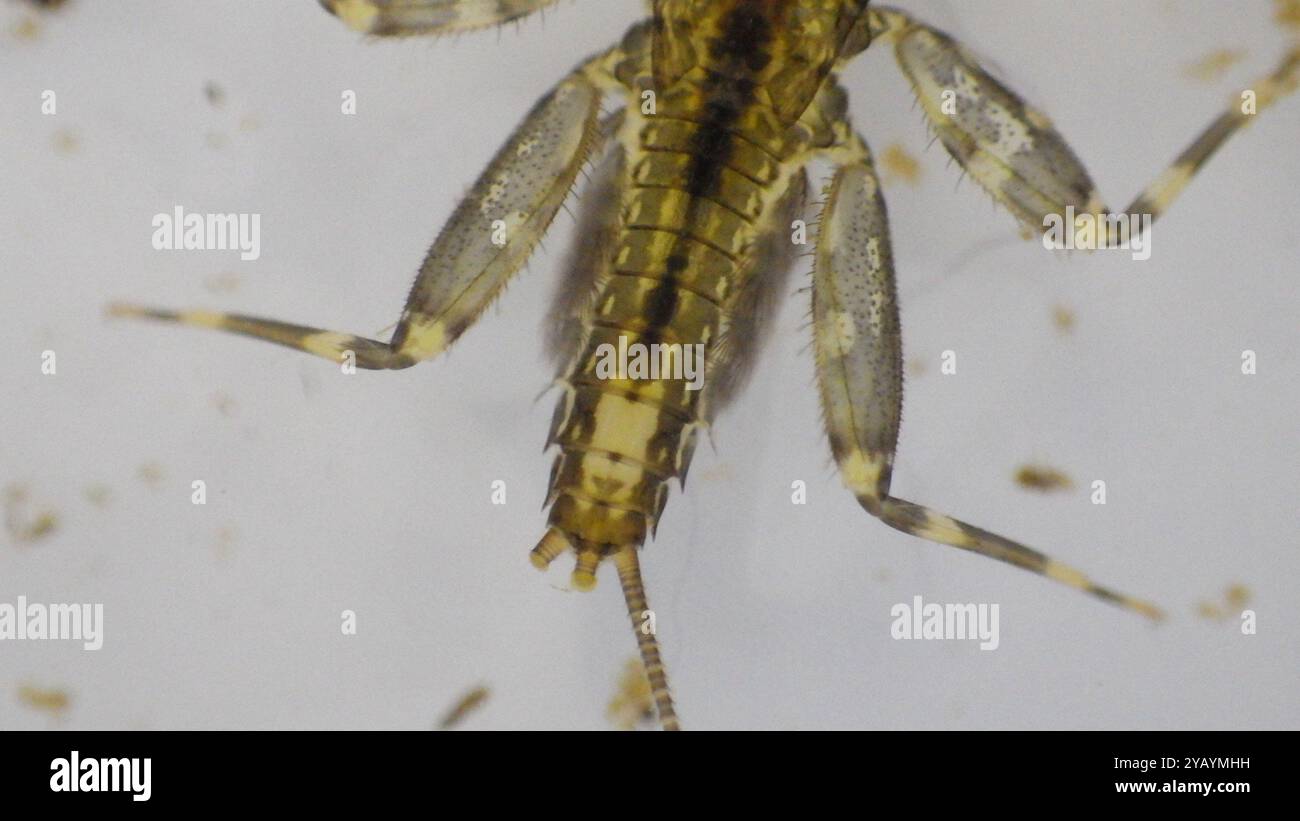 Dark Cahill (Stenonema femoratum) Insecta Stock Photo - Alamy