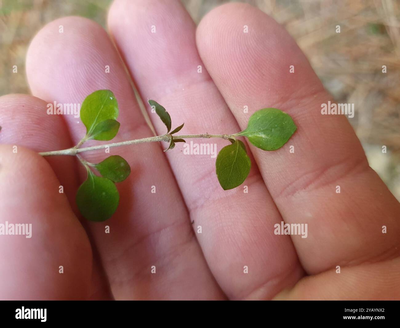 Twiggy coprosma (Coprosma rhamnoides) Plantae Stock Photo - Alamy