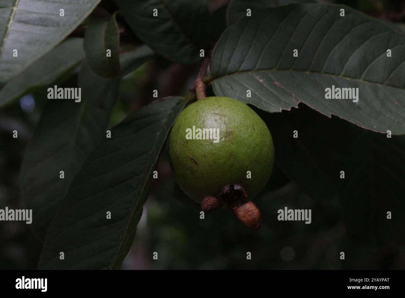 Common guava (Psidium guajava) Plantae Stock Photo - Alamy