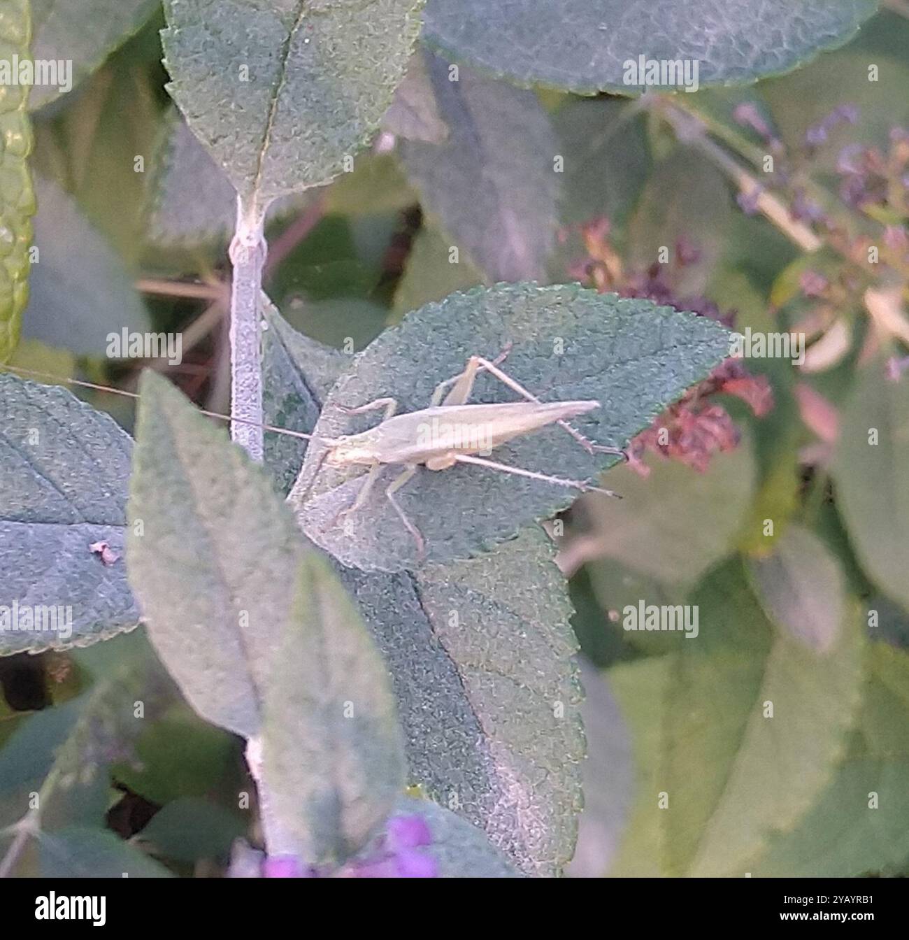 Common Tree Crickets (Oecanthus) Insecta Stock Photo - Alamy