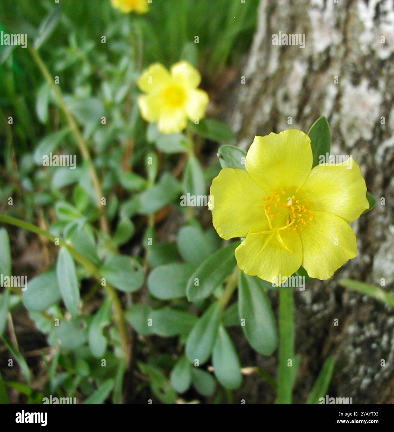wingpod purslane (Portulaca umbraticola) Plantae Stock Photo - Alamy