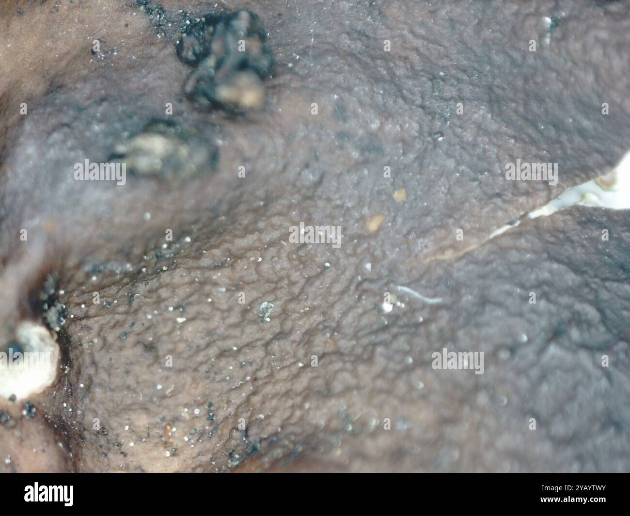 Leather Lichen (Dermatocarpon miniatum) Fungi Stock Photo - Alamy