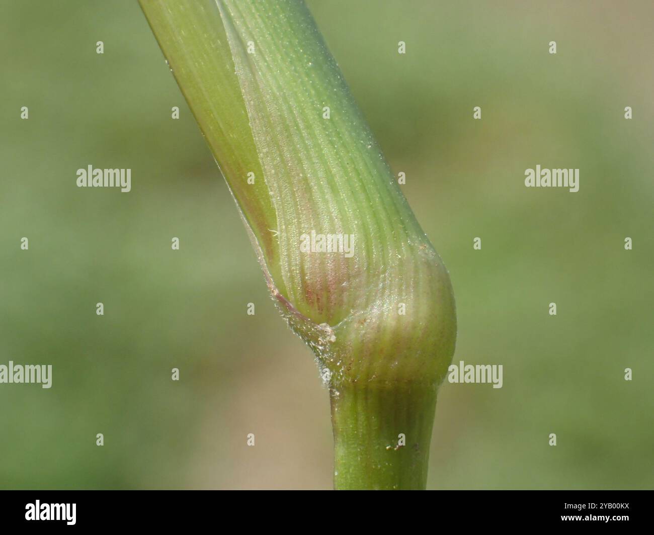 Jungle Rice (Echinochloa colonum) Plantae Stock Photo - Alamy