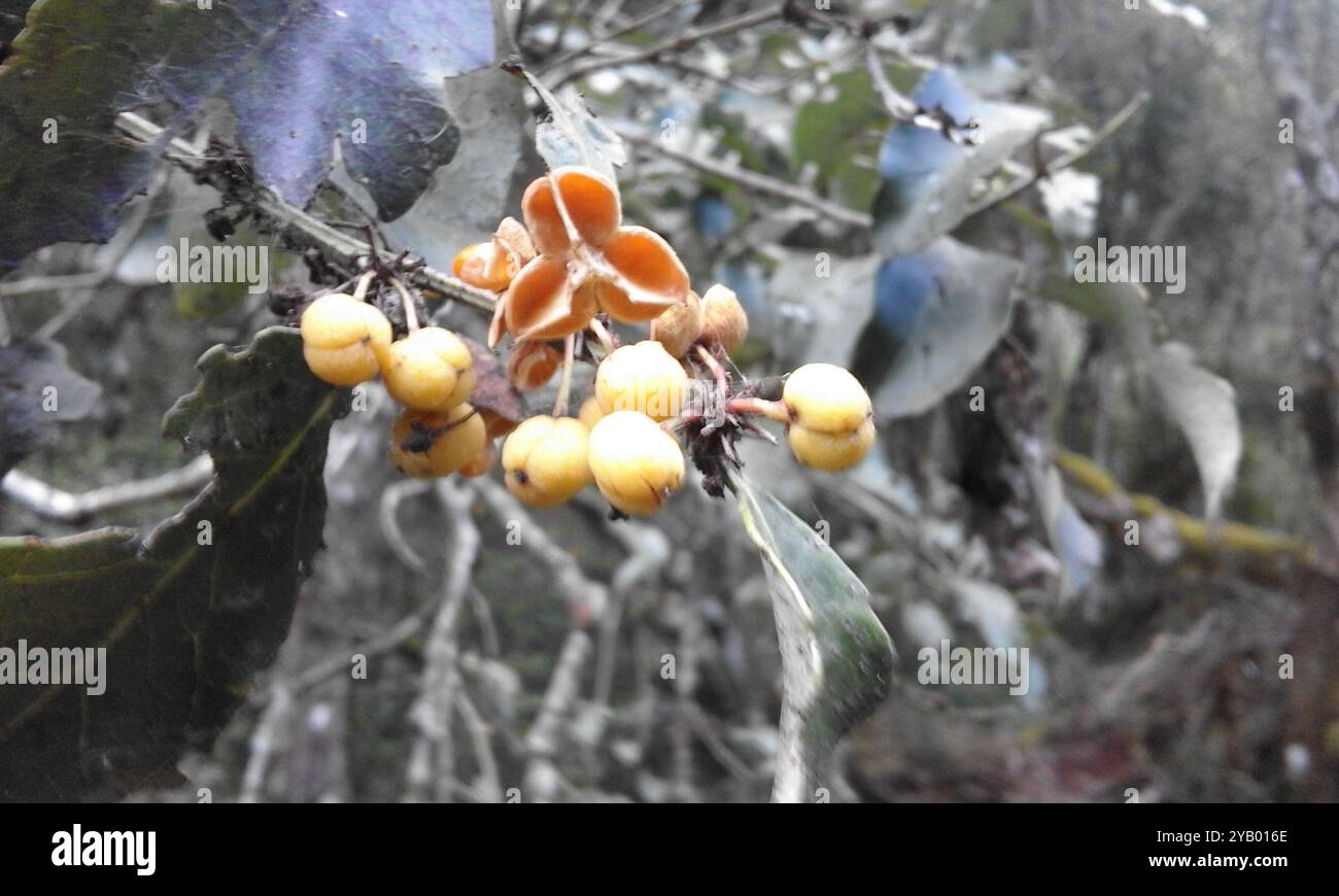 Kuto Tree Maytenus undata hi-res stock photography and images - Alamy