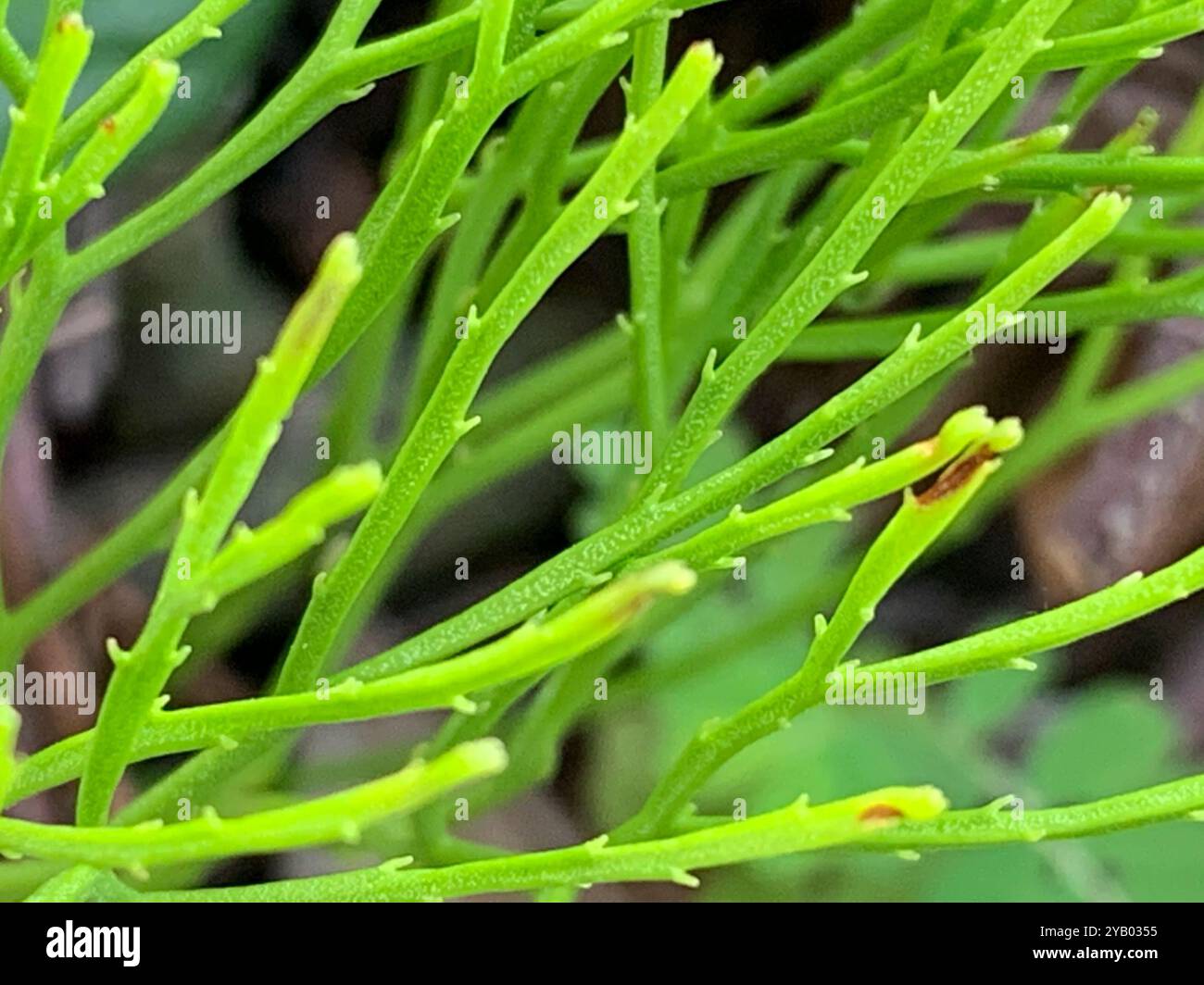 skeleton fork fern (Psilotum nudum) Plantae Stock Photo - Alamy