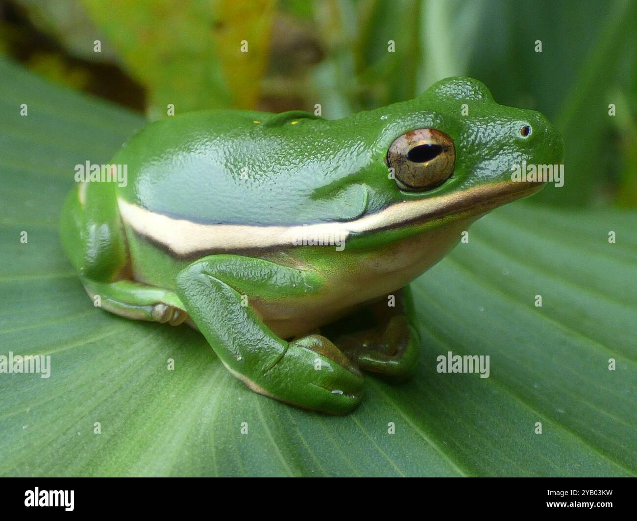 Green Treefrog (Hyla cinerea) Amphibia Stock Photo - Alamy