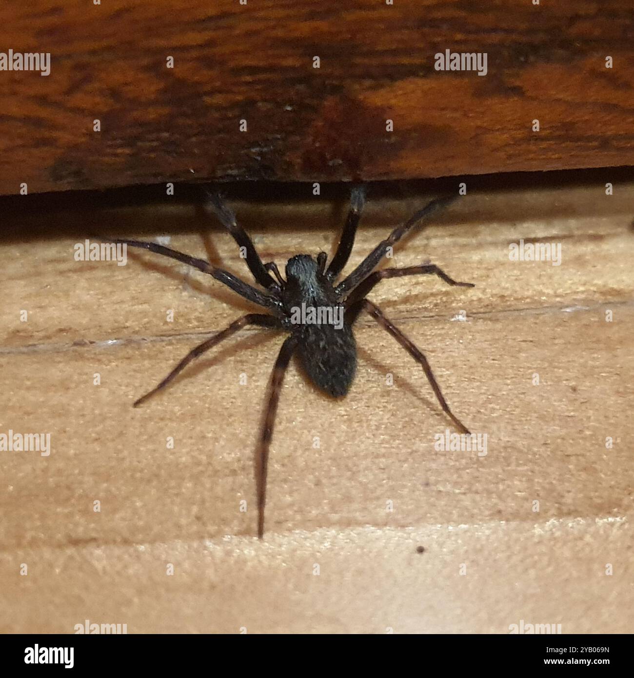 Grey House Spider (Badumna longinqua) Arachnida Stock Photo - Alamy