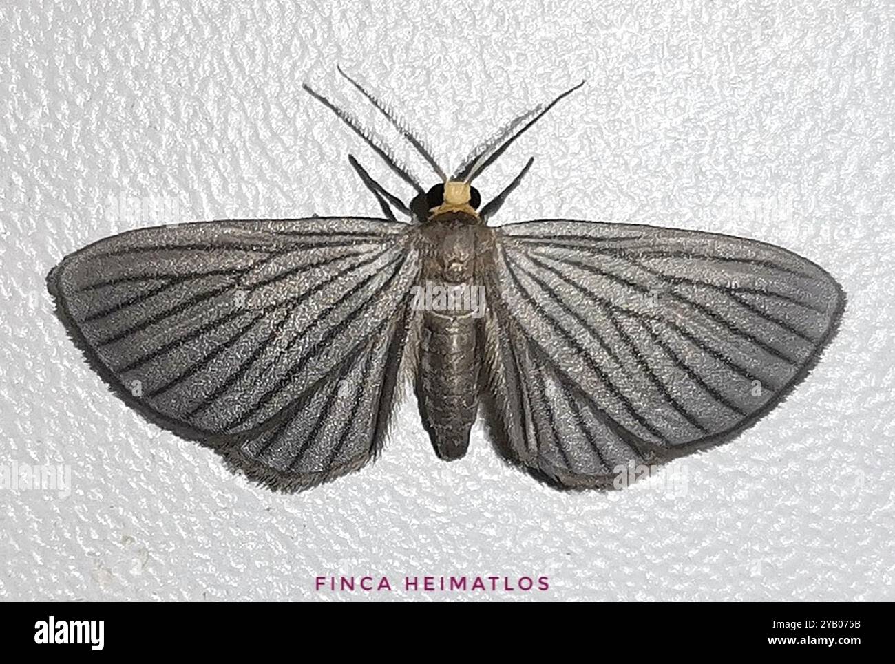 Geometer Insect Geometer Moths (Geometridae) Insecta Stock Photo - Alamy