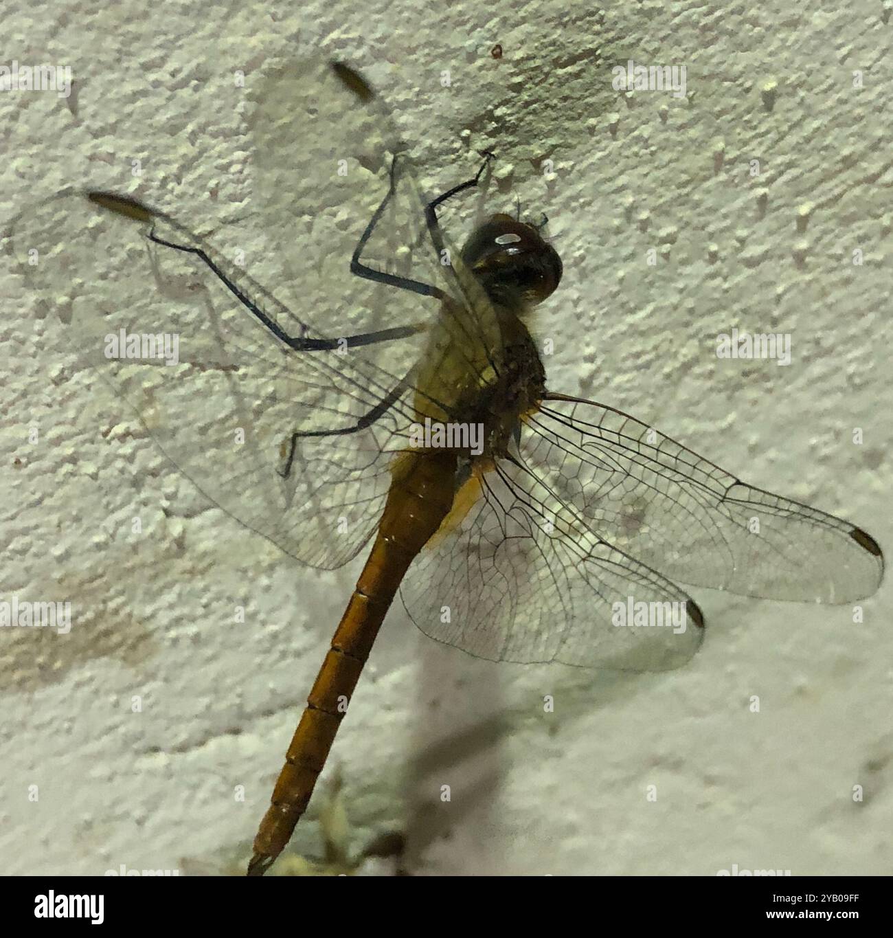 Red Tail Insect Red-tailed Pennant (Brachymesia furcata) Insecta Stock Photo - Alamy