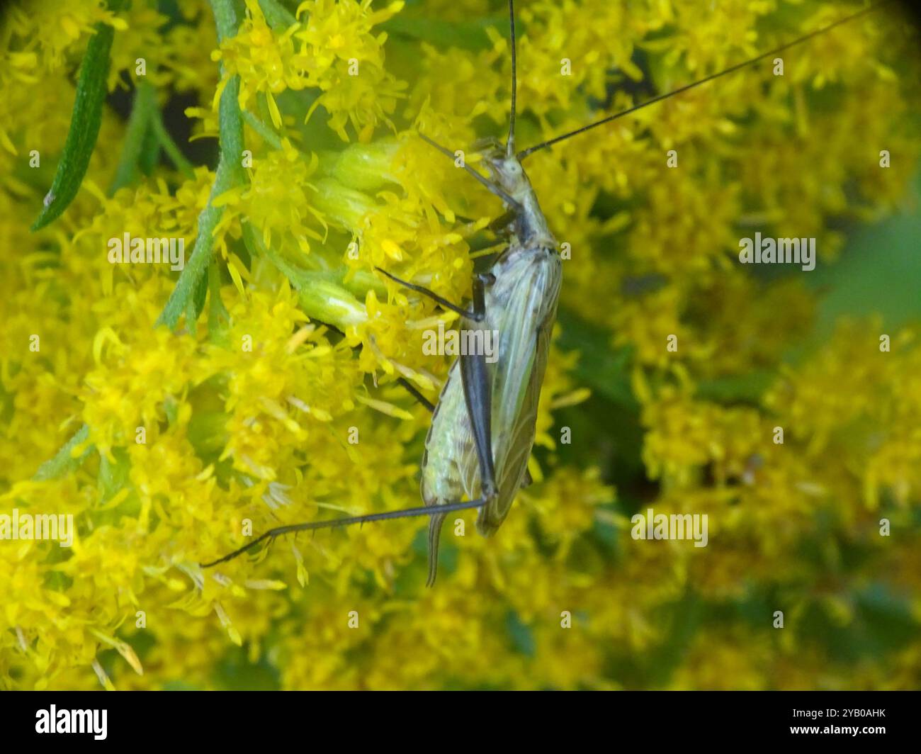 Common Tree Crickets (Oecanthus) Insecta Stock Photo - Alamy