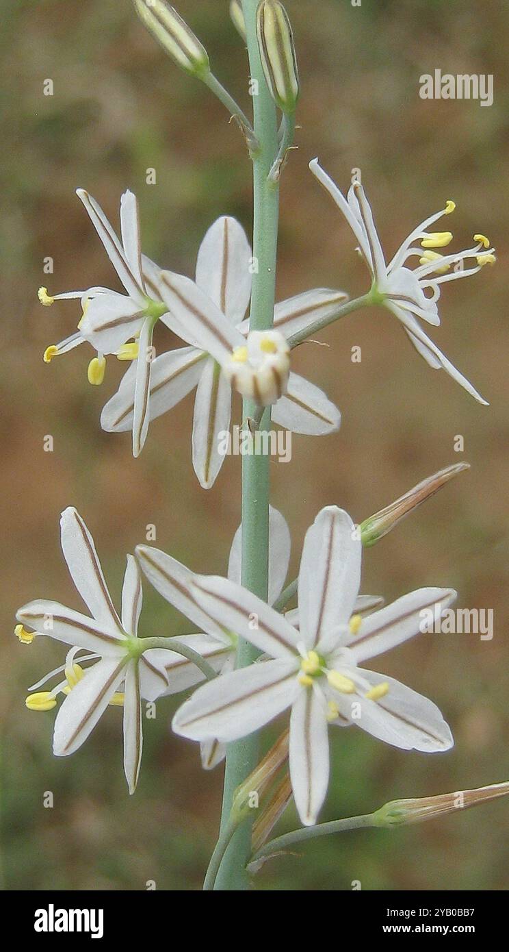 Grass Lilies (Chlorophytum) Plantae Stock Photo - Alamy