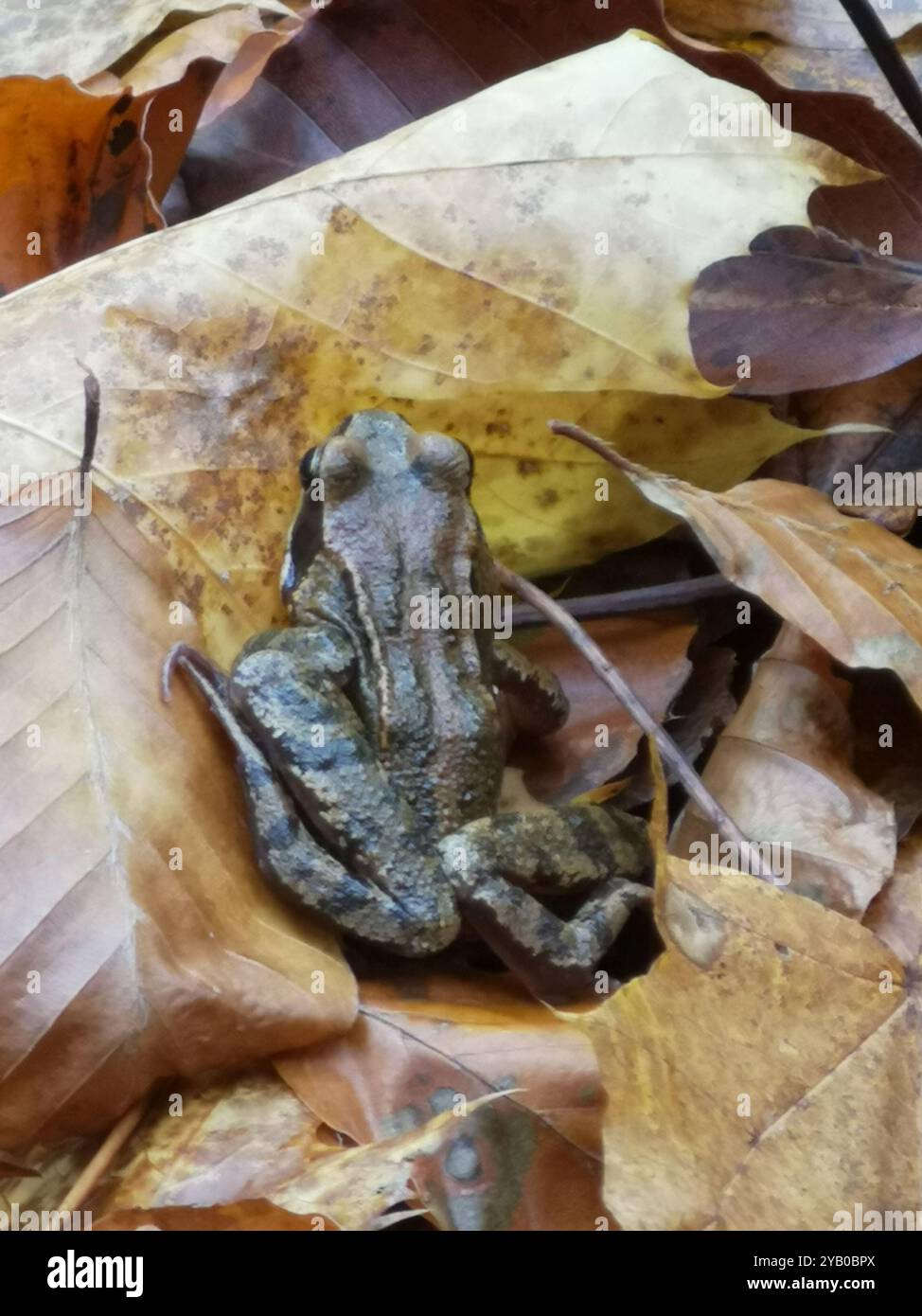 European Common Frog (Rana temporaria) Amphibia Stock Photo - Alamy
