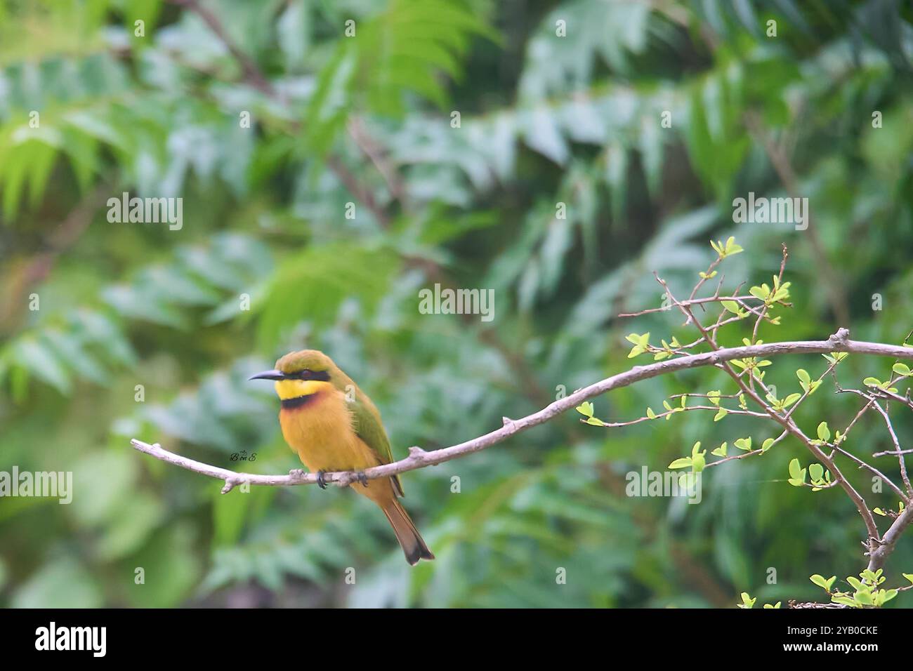 Shot little bee eater hi-res stock photography and images - Alamy