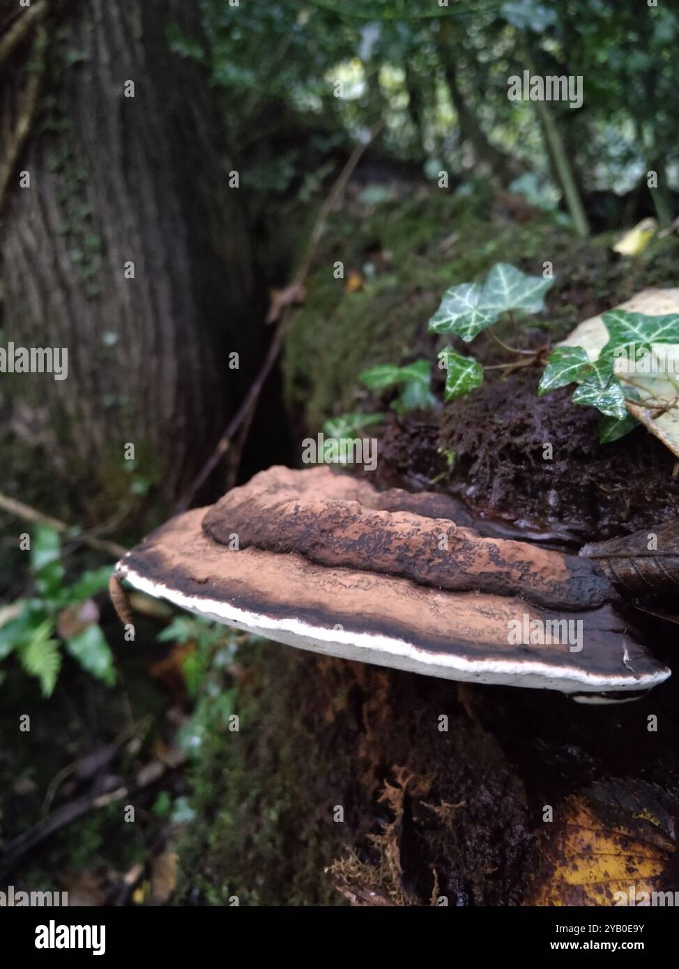 artist's bracket (Ganoderma applanatum) Fungi Stock Photo - Alamy