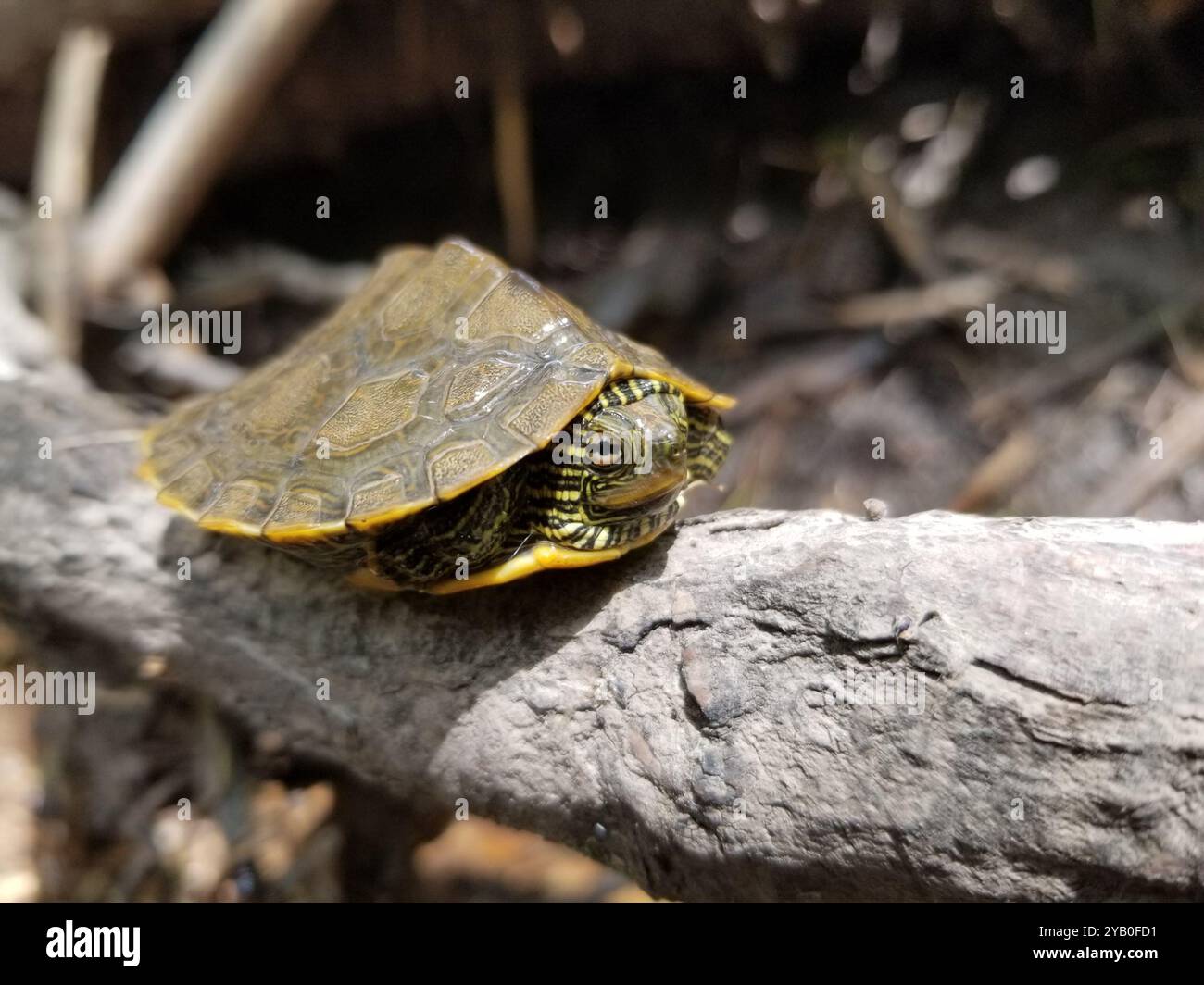 Northern Map Turtle (Graptemys geographica) Reptilia Stock Photo - Alamy