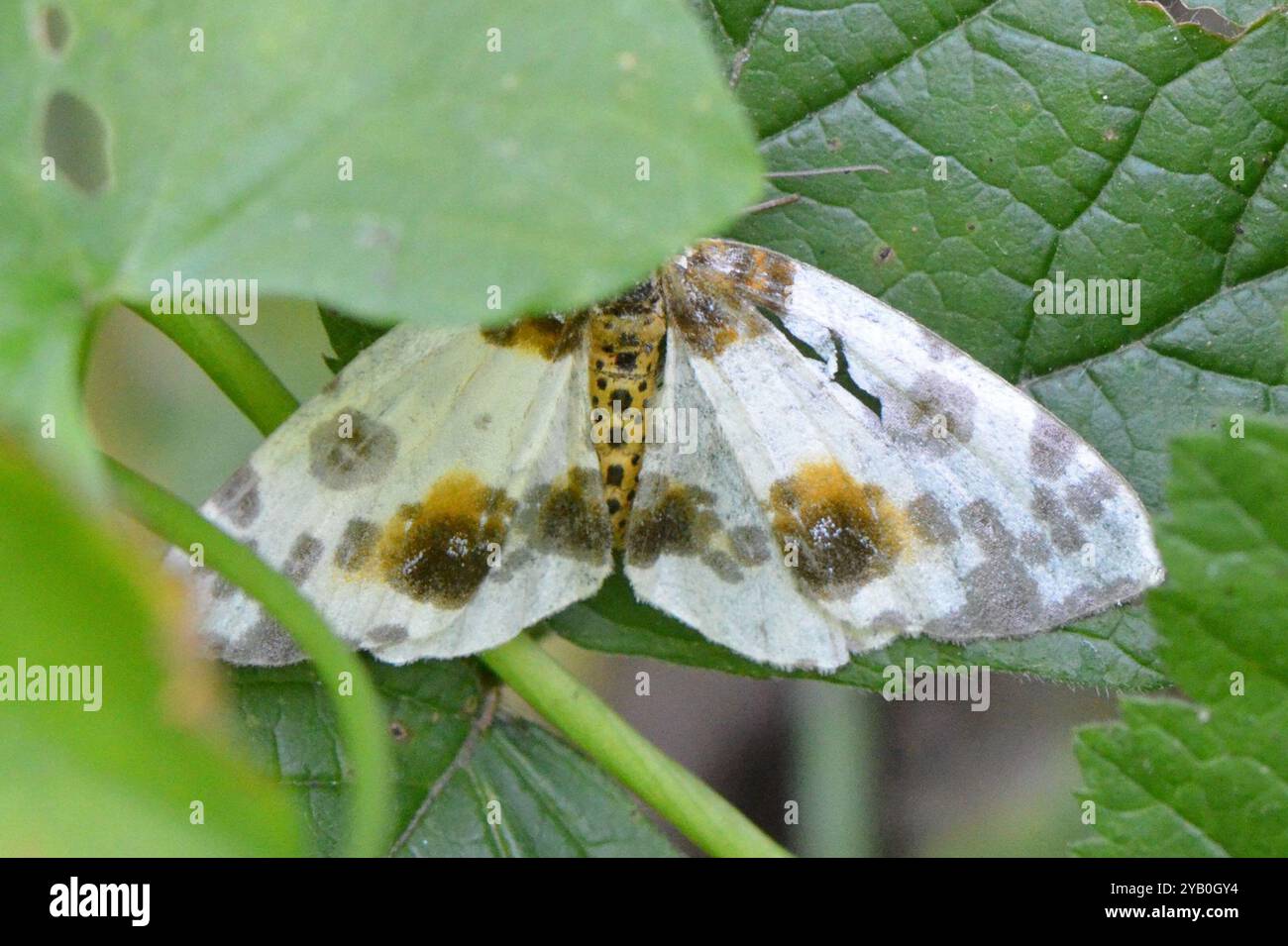Clouded Magpie (Abraxas sylvata) Insecta Stock Photo - Alamy