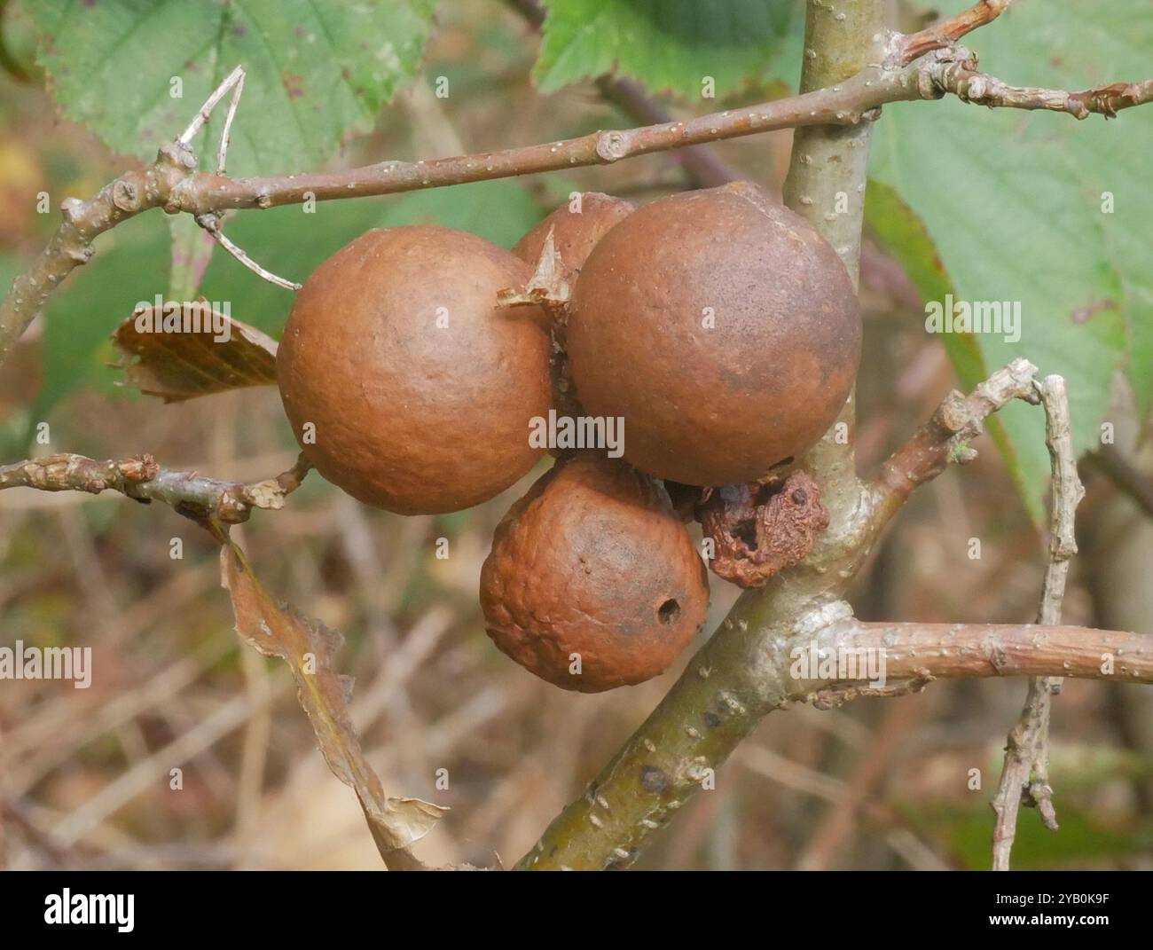 Oak Marble Gall Wasp (Andricus kollari) Insecta Stock Photo - Alamy