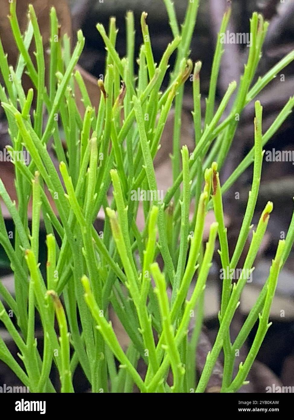 skeleton fork fern (Psilotum nudum) Plantae Stock Photo - Alamy