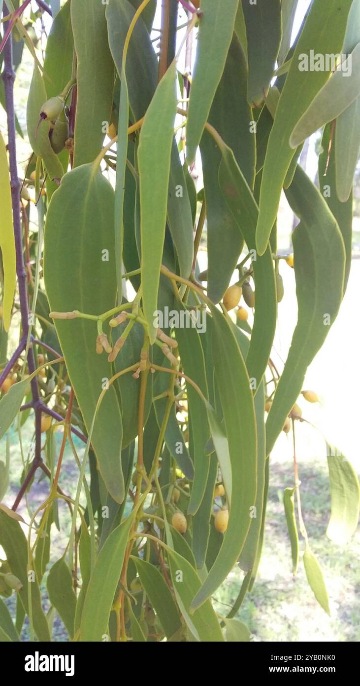 Box Mistletoe (Amyema miquelii) Plantae Stock Photo - Alamy