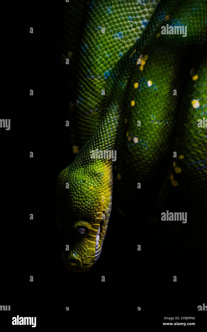 green python on a black background Stock Photo - Alamy