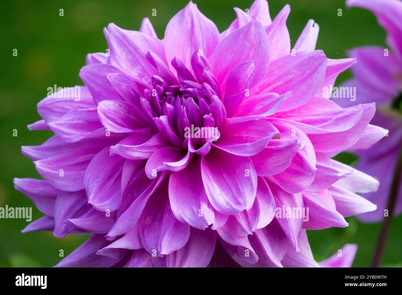 Purple dahlia hi-res stock photography and images - Alamy