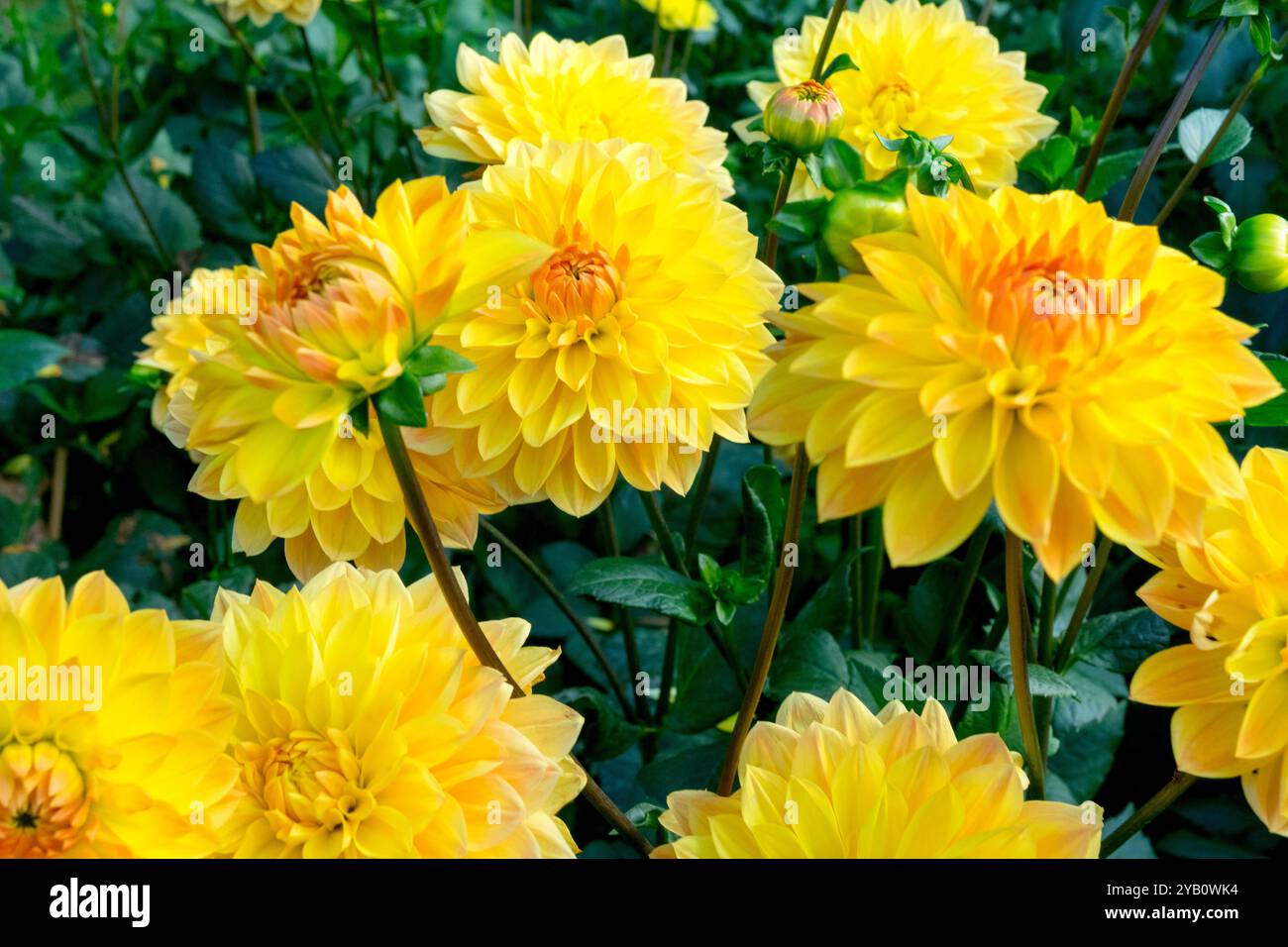Beautiful garden dahlias hi-res stock photography and images - Alamy