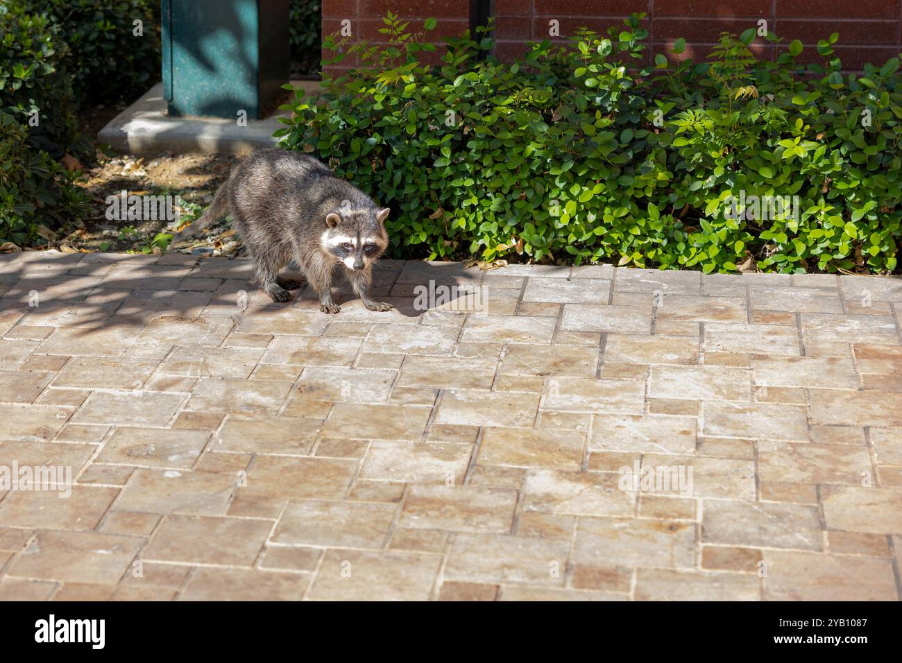 A raccoon with black eyes and a black mask walks on a brick pavement ...