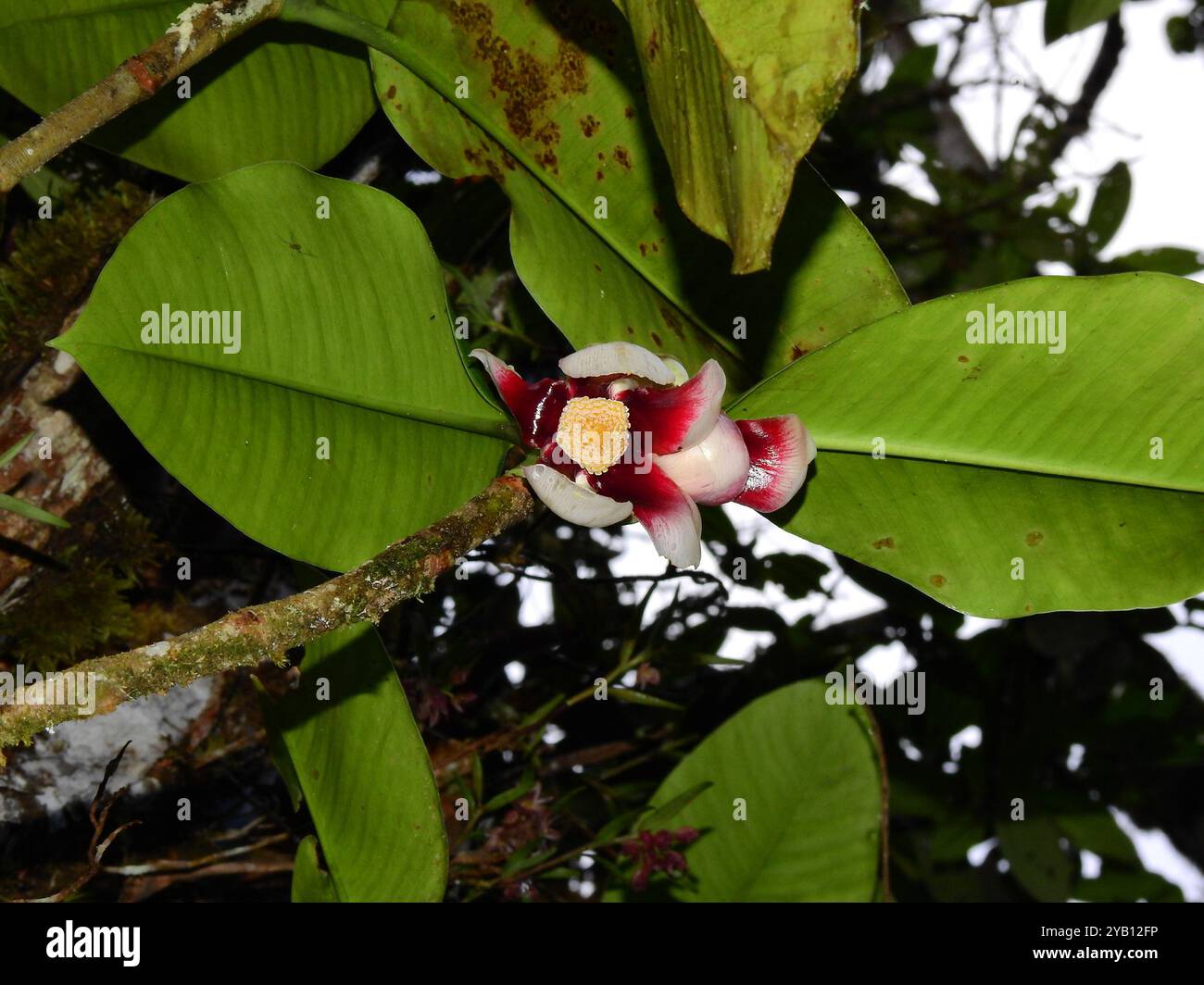 attorney trees (Clusia) Plantae Stock Photo - Alamy