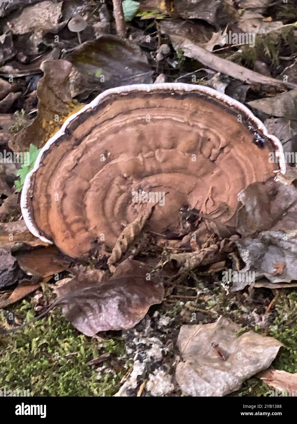 artist's bracket (Ganoderma applanatum) Fungi Stock Photo - Alamy