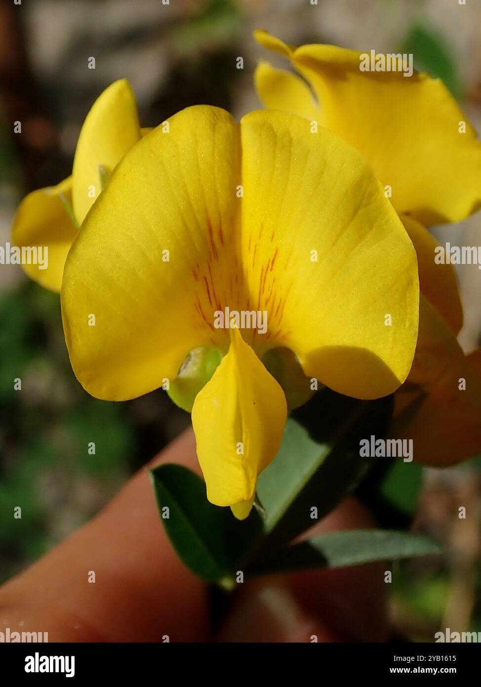 Yellow Rattlepod Rattlepods (Crotalaria) Plantae Stock Photo - Alamy
