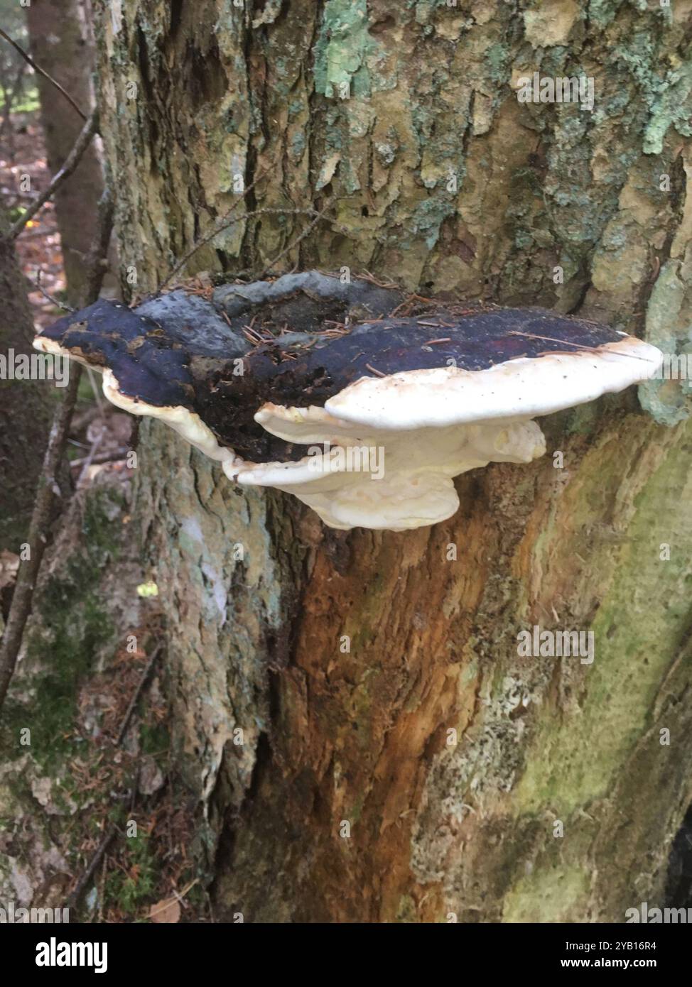 Ochre-banded Conk (Fomitopsis ochracea) Fungi Stock Photo - Alamy