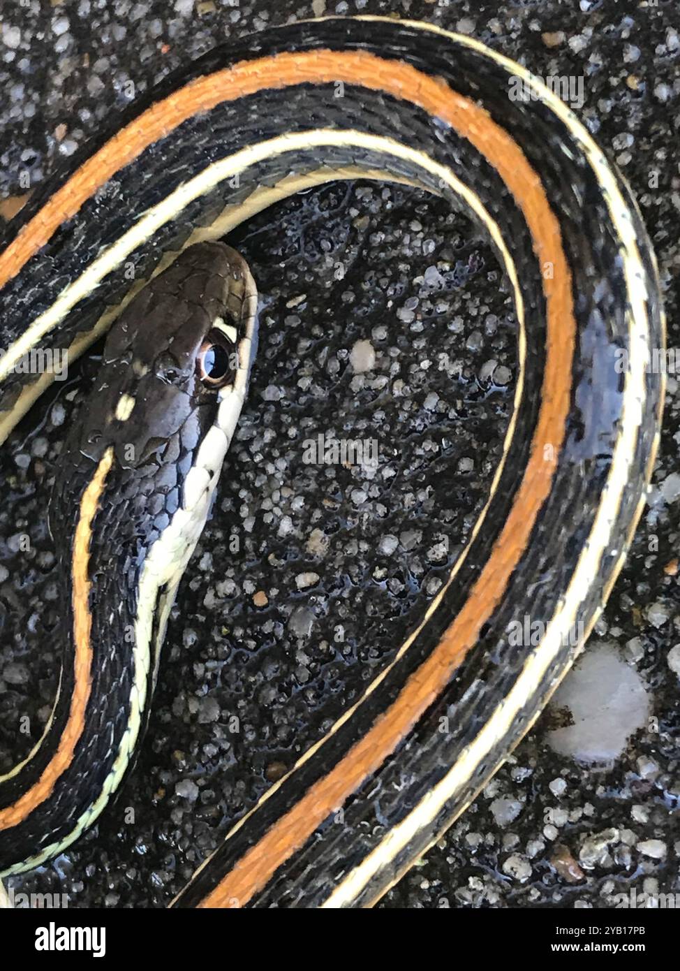 Western Ribbon Snake (Thamnophis proximus) Reptilia Stock Photo - Alamy