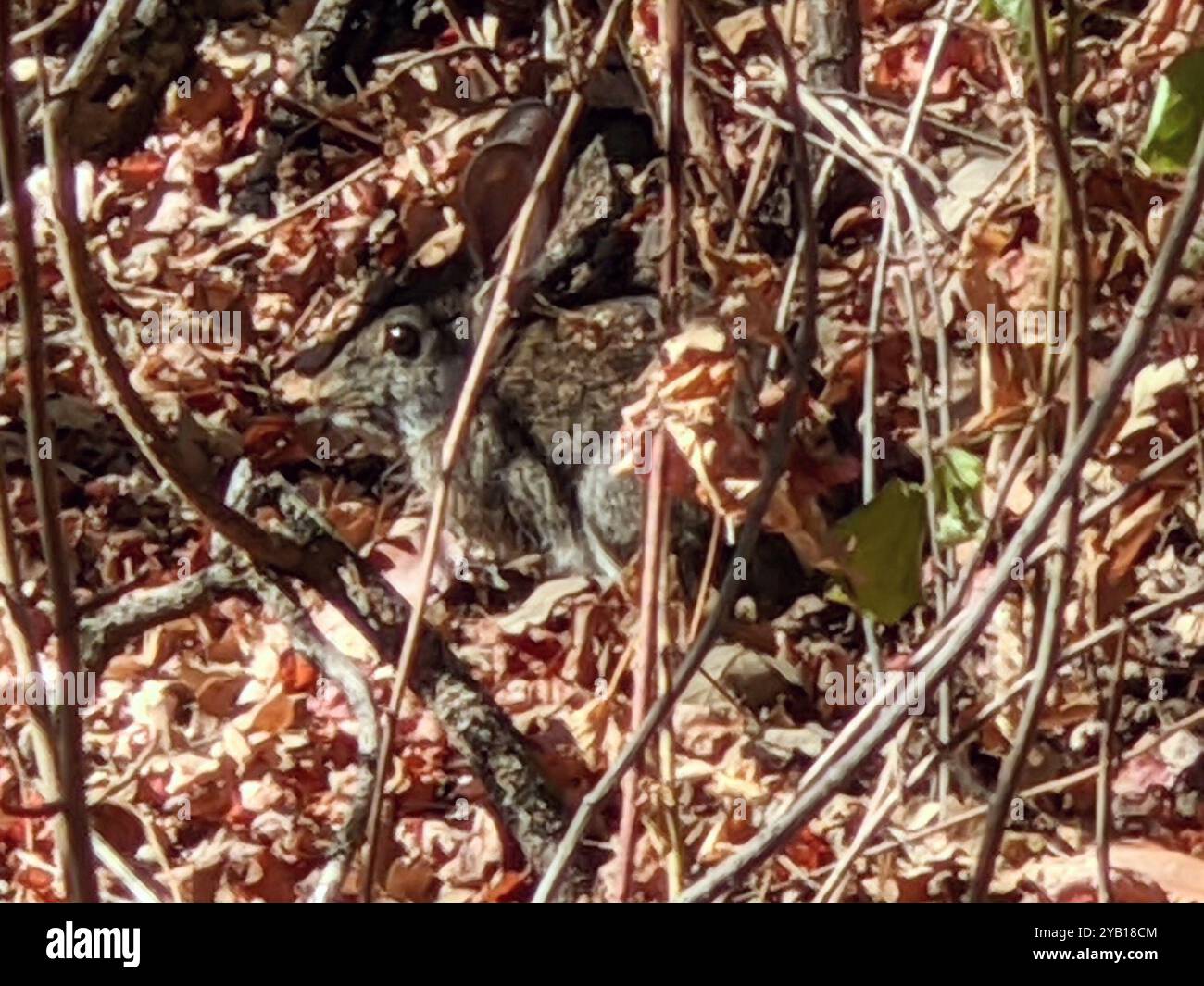 Brush Rabbit (Sylvilagus bachmani) Mammalia Stock Photo - Alamy