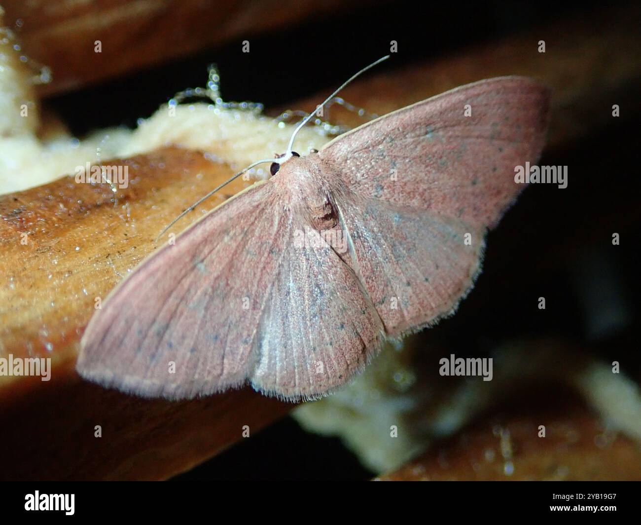 Geometer Insect Geometer Moths (Geometridae) Insecta Stock Photo - Alamy
