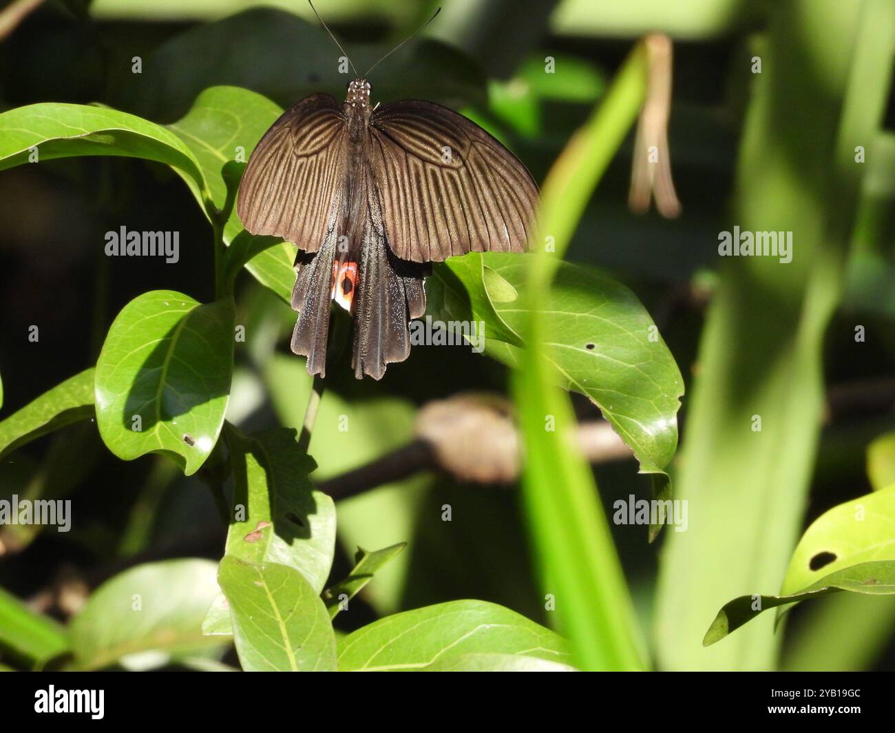 Spangle Swallowtail (Papilio protenor) Insecta Stock Photo - Alamy