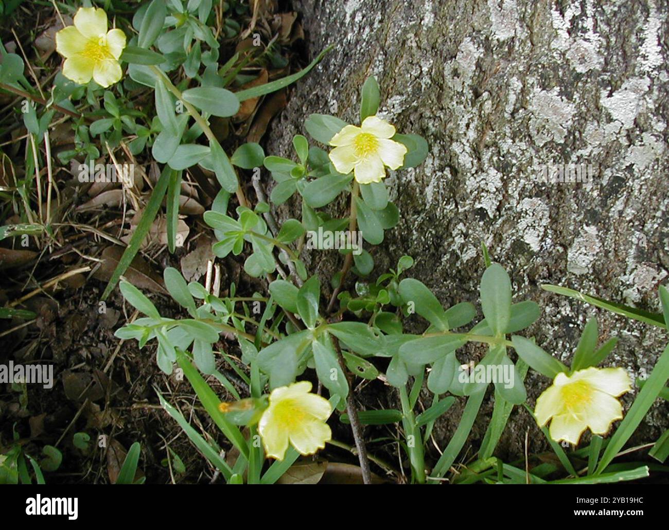 wingpod purslane (Portulaca umbraticola) Plantae Stock Photo - Alamy