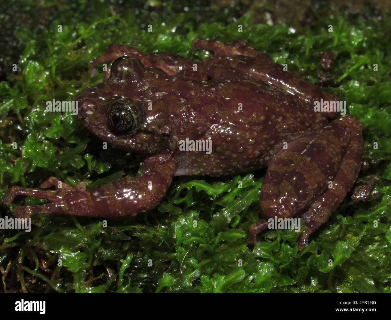Table Mountain Ghost Frog (Heleophryne rosei) Amphibia Stock Photo - Alamy