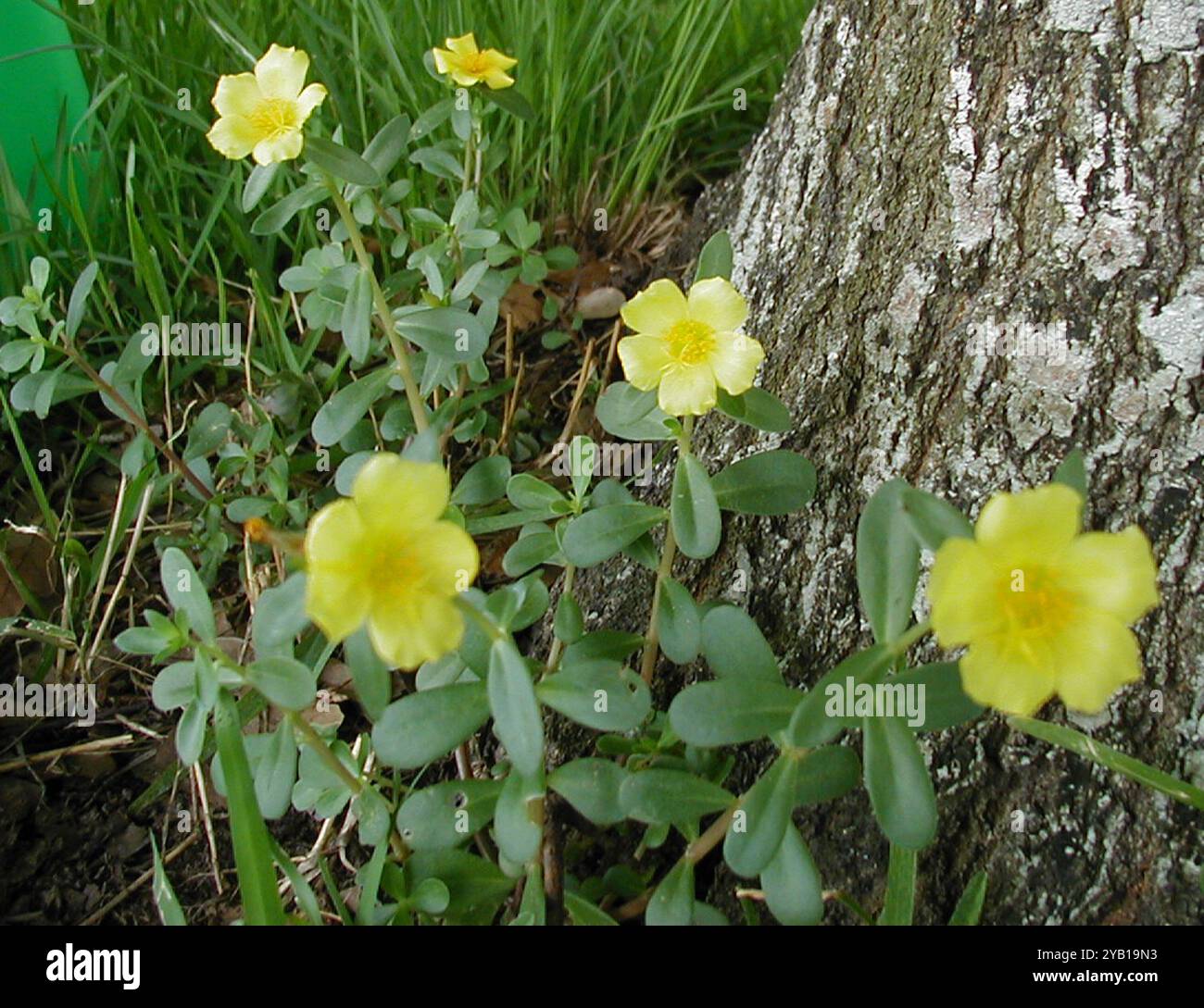 wingpod purslane (Portulaca umbraticola) Plantae Stock Photo - Alamy
