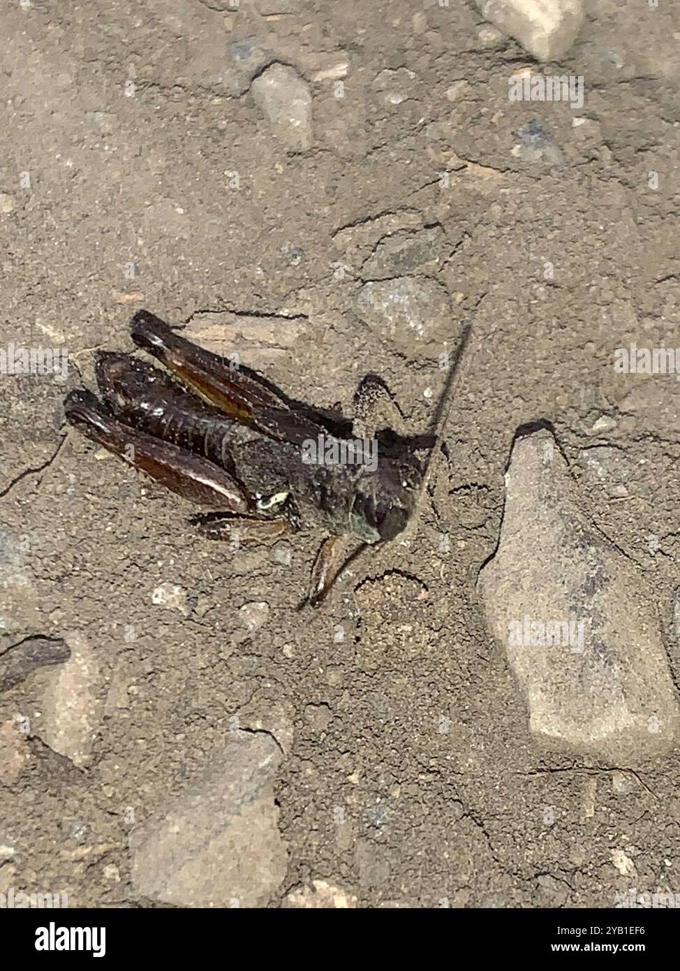 Triangular Winged Insect Oregon Short-winged Grasshopper (Melanoplus triangularis) Insecta Stock ...