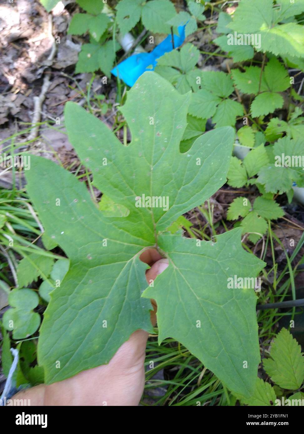 white rattlesnake root (Nabalus albus) Plantae Stock Photo - Alamy