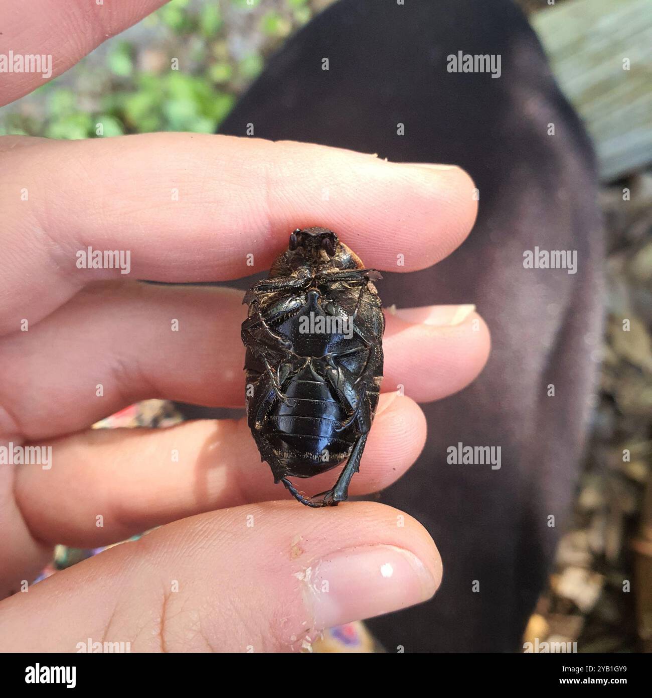 Cowboy Beetle (Chondropyga dorsalis) Insecta Stock Photo - Alamy