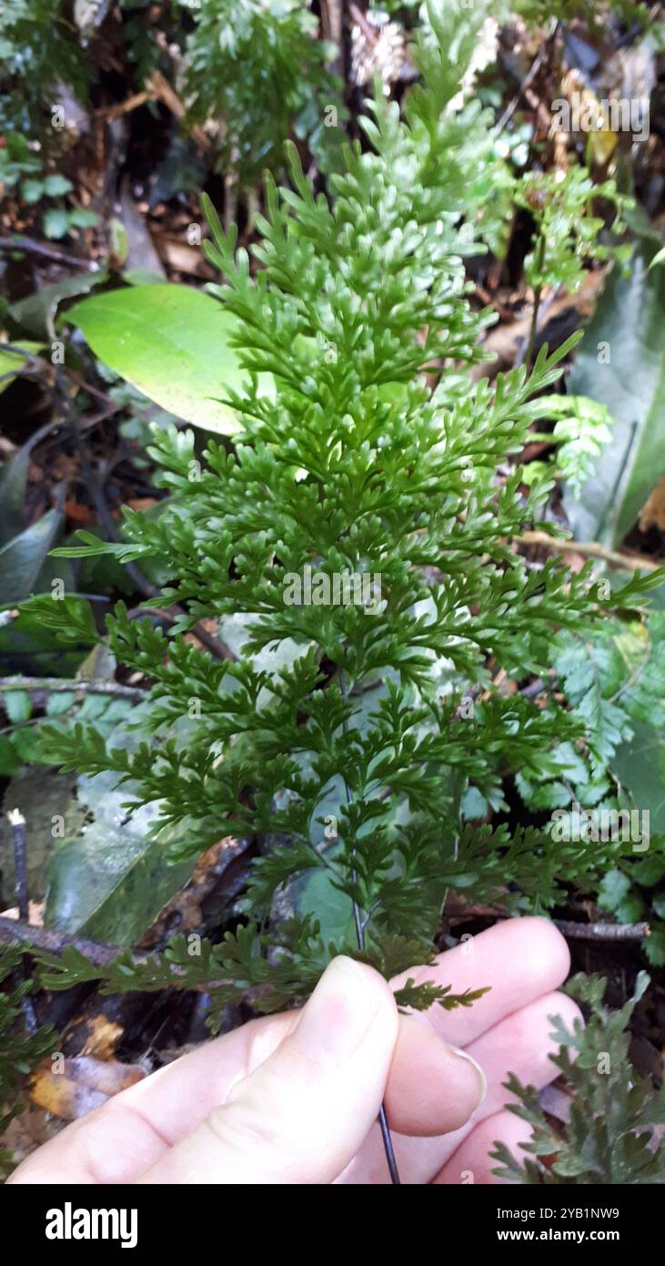 Hymenophyllum demissum hi-res stock photography and images - Alamy