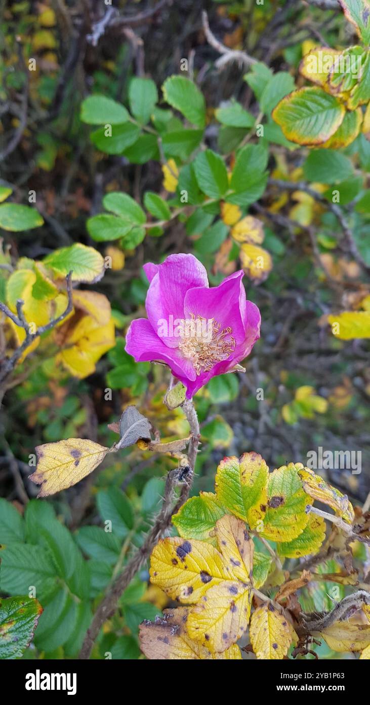 rugosa rose (Rosa rugosa) Plantae Stock Photo - Alamy
