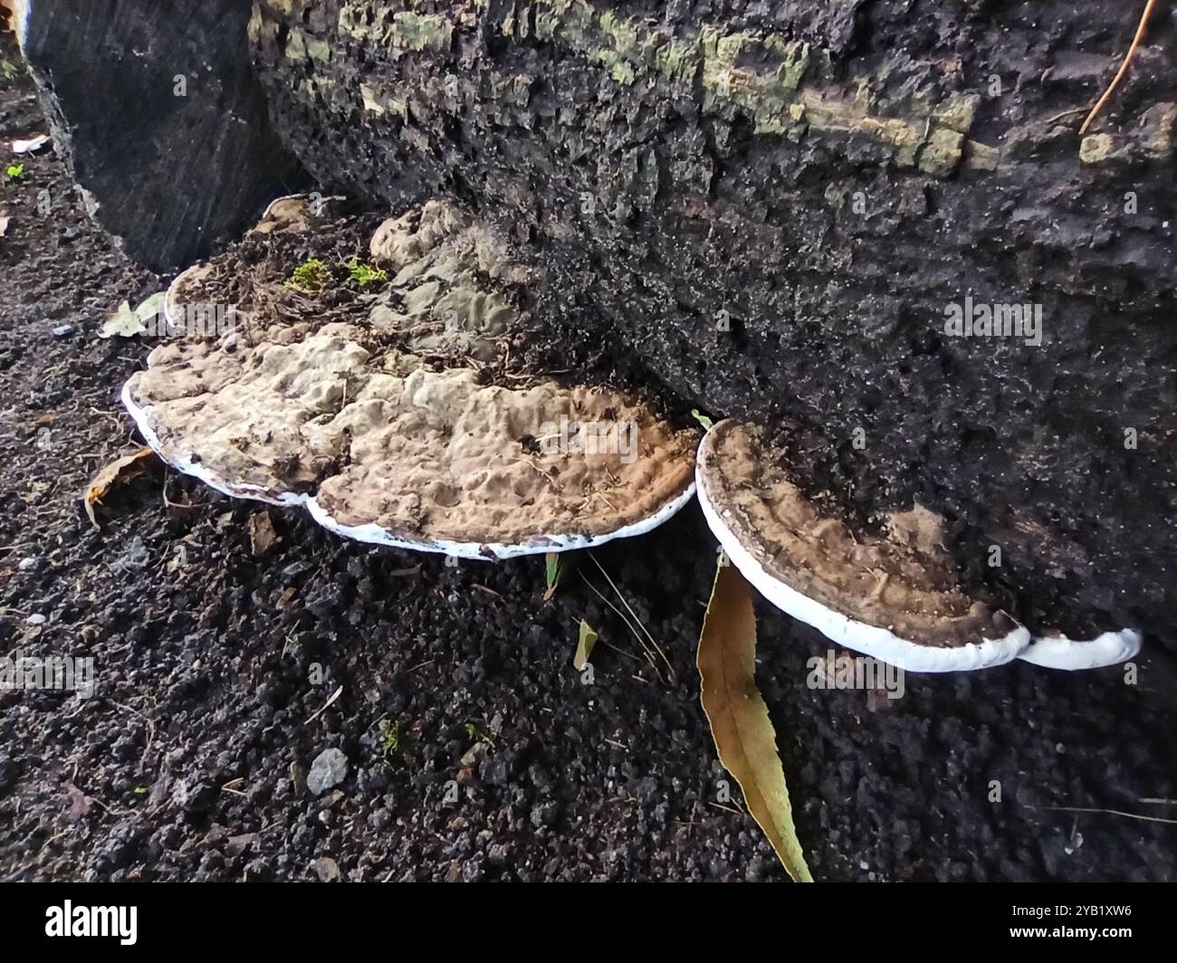 artist's bracket (Ganoderma applanatum) Fungi Stock Photo - Alamy
