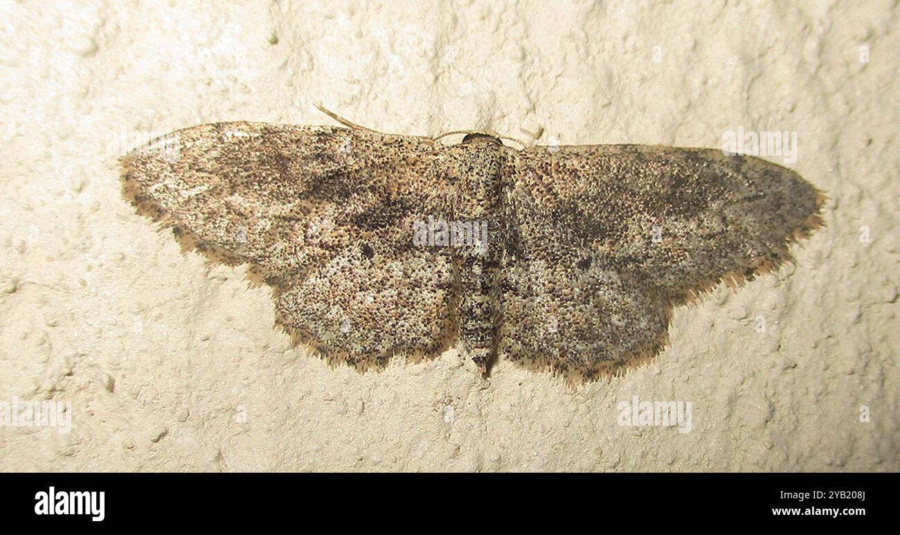 Geometer Insect Geometer Moths (Geometridae) Insecta Stock Photo - Alamy