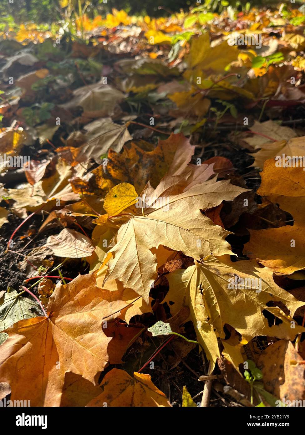 Close-up bright yellow maple leaves lying on the ground in the forest on sunny day - Smartphone Captured Stock Image