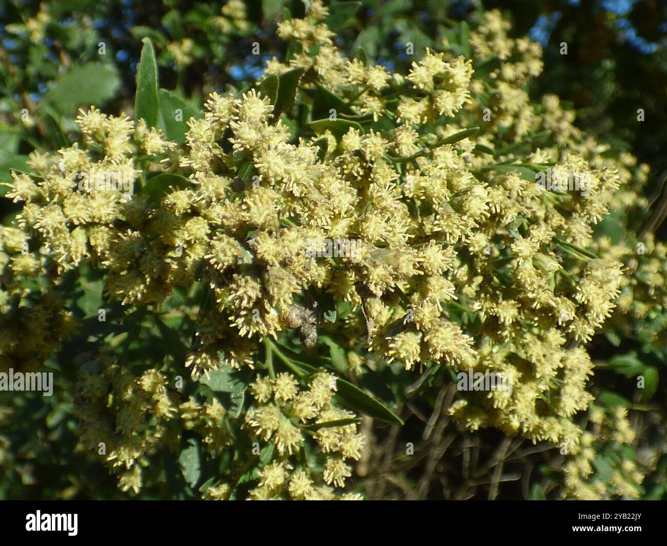 groundsel tree (Baccharis halimifolia) Plantae Stock Photo - Alamy