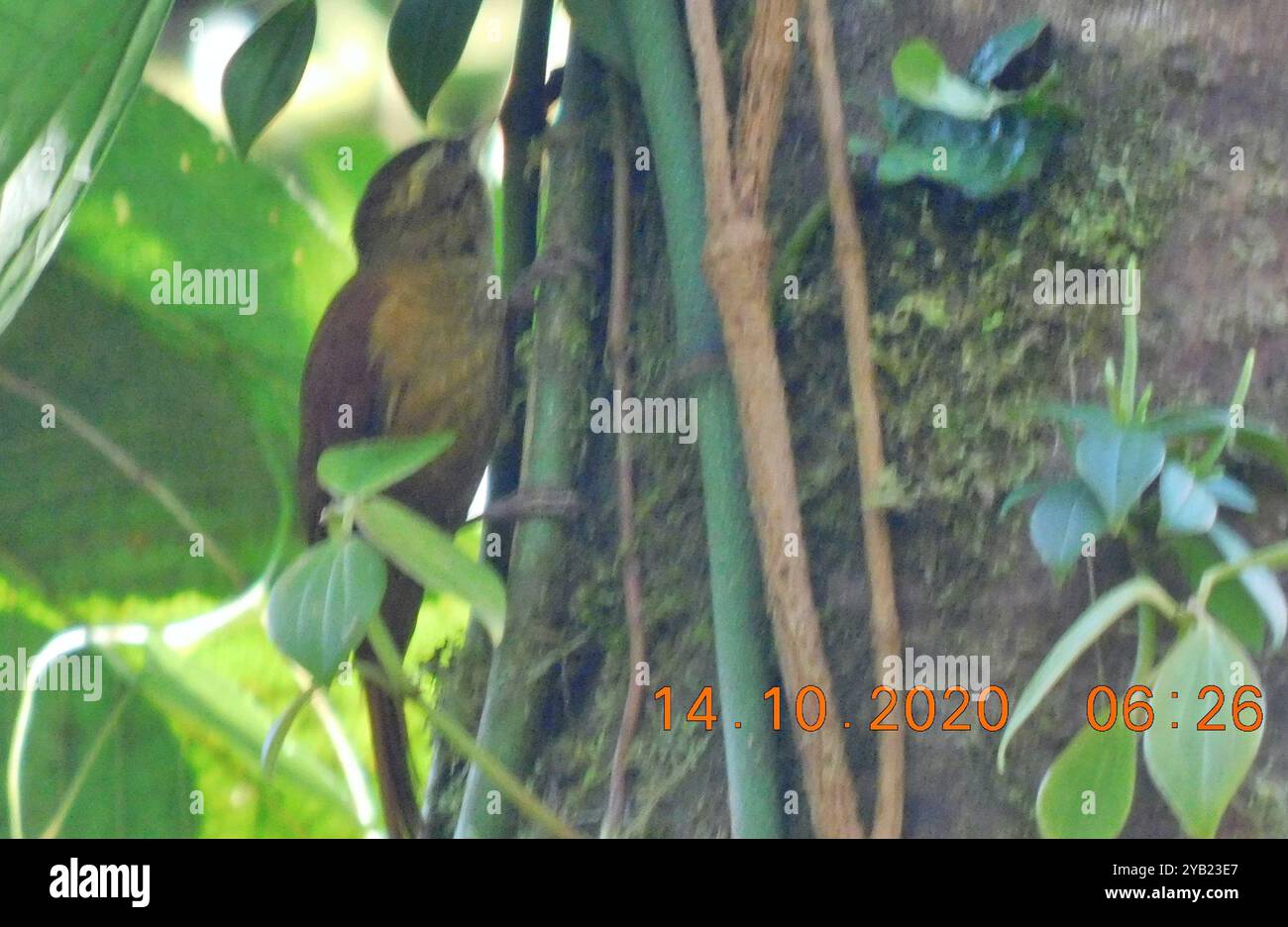 Ruddy Treerunner (Margarornis rubiginosus) Aves Stock Photo