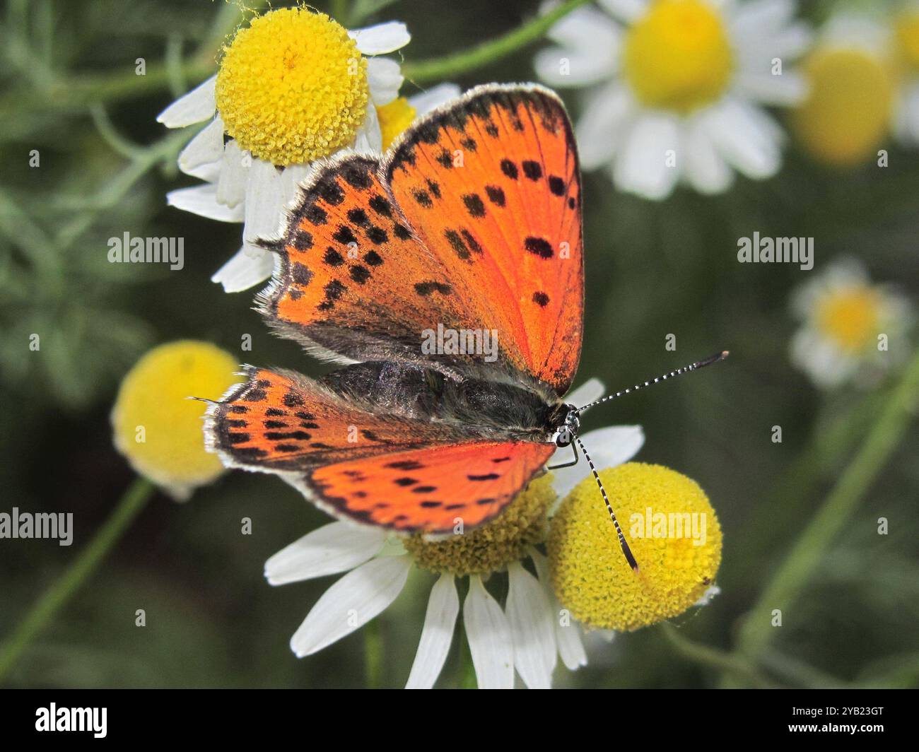 Lesser Fiery Copper (Lycaena thersamon) Insecta Stock Photo - Alamy