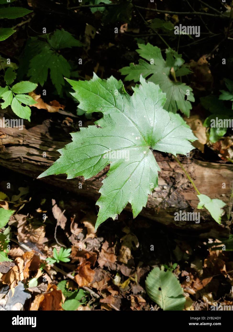 Broad-leaf Waterleaf (Hydrophyllum canadense) Plantae Stock Photo - Alamy